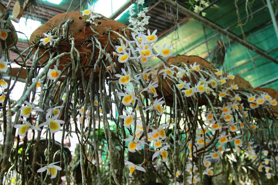 Lan rừng "đua sắc" trên Cao nguyên - 1