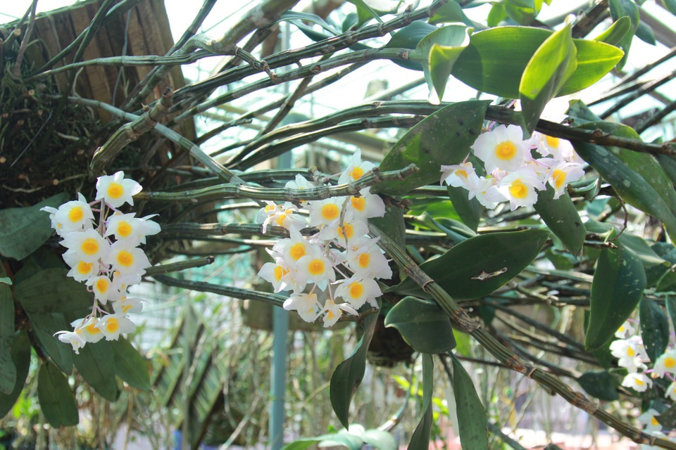 Một số giò Thủy Tiên Tím của anh Nguyễn Thế Bắc cũng đã bung bông rực rỡ, mãn khai dưới ánh nắng của buổi bình minh ở phố núi.