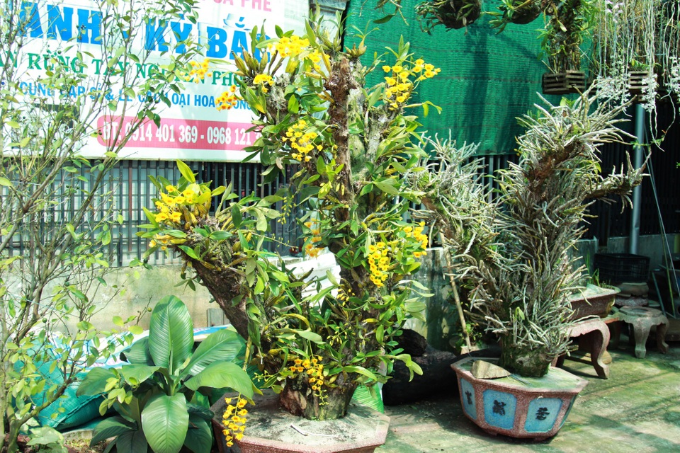 Cây Thủy Tiên vàng rực vàng có giá hơn 10 triệu đồng