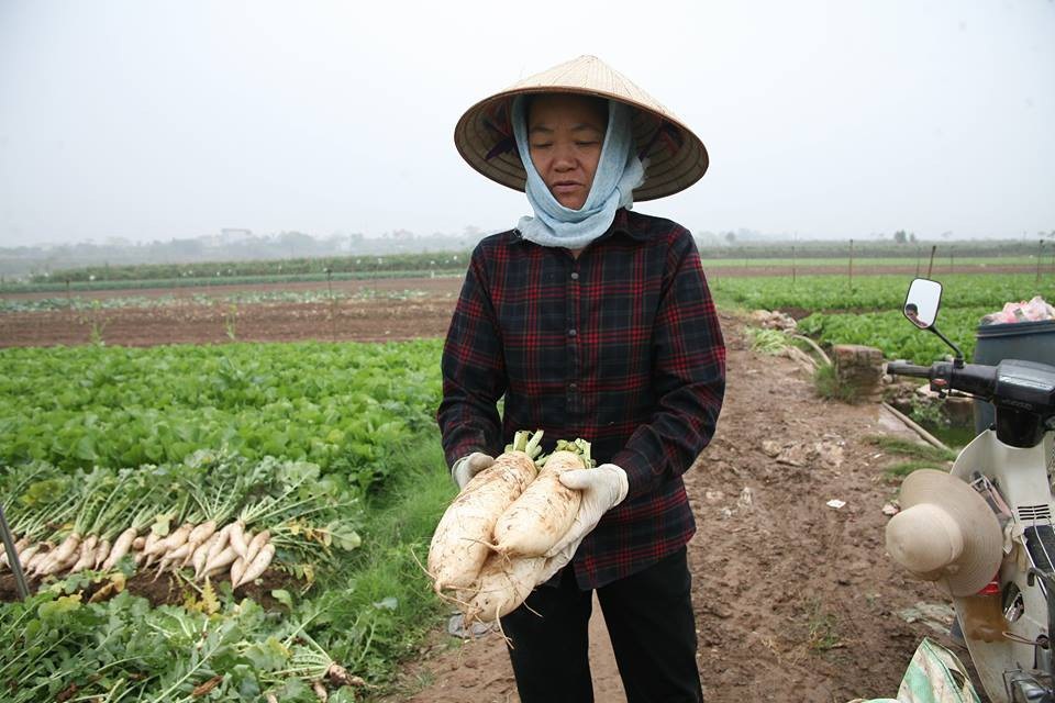 Nông dân Hà Nội ngậm ngùi vứt bỏ hàng trăm tấn củ cải trắng - 1
Vài ngày trở lại đây, nhiều người dân ở xã Tráng Việt ngậm ngùi nhổ bỏ hàng trăm tấn củ cải trắng trên những thửa ruộng của mình. Nguyên nhân là do giá củ cải thời điểm này quá rẻ, chỉ khoảng từ 500-1.000 đồng/kg và rất khó tiêu thụ.
