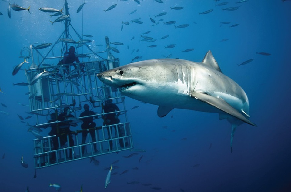 Du khách ngồi trong lồng sắt thả xuống biển để tận mắt quan sát cá mập trắng