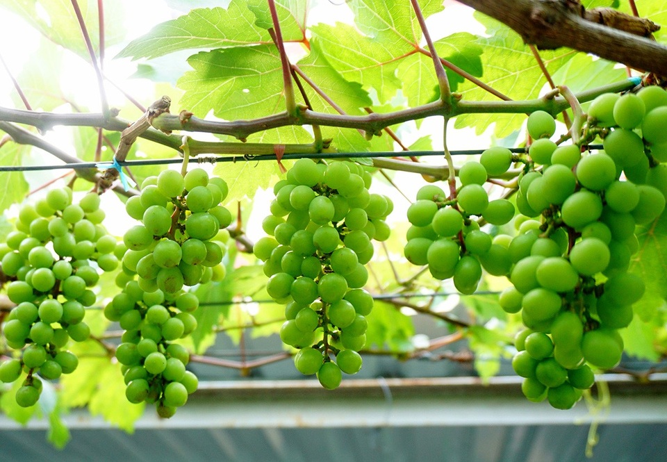 "Vườn nho bê tông" trĩu quả giữa Sài Gòn cho thu nhập hàng trăm triệu đồng/năm - 8 Nho bình thường phải 30-40 quả mới được 1kg, nho tôi trồng khá to nên chỉ 20 quả, ông Ở cho biết.