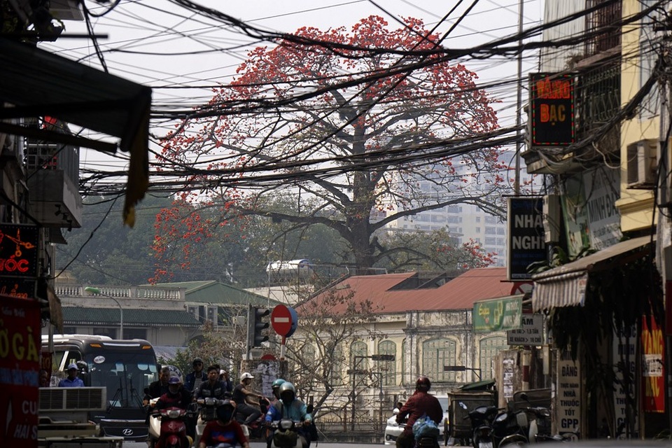 Hoa gạo "tô đỏ" đường phố Hà Nội - 1
Những cây hoa gạo ở Hà Nội thường được trồng đơn lẻ trong khuôn viên các công trình hay trong chùa cổ kính, vì thế không có những phố hoa kiểu hoa sữa hay hoa phượng vĩ.