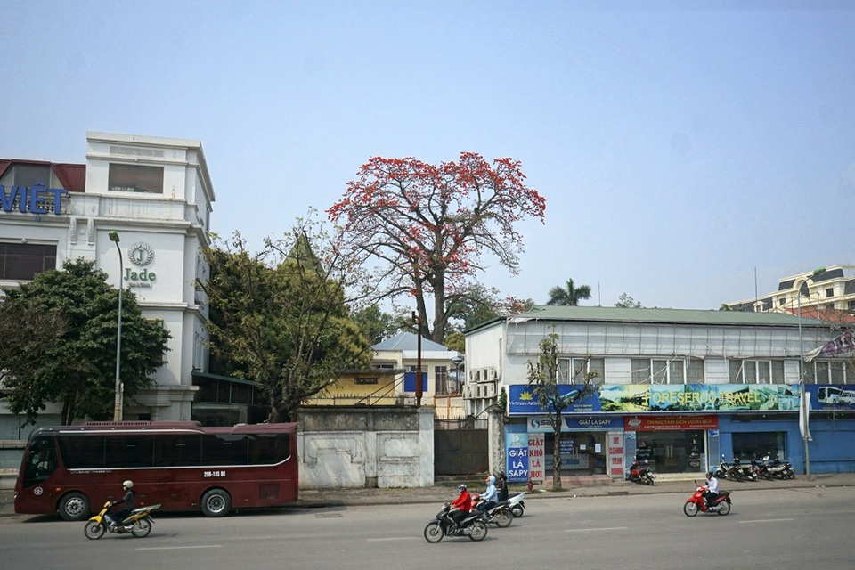 Hoa gạo "tô đỏ" đường phố Hà Nội - 10 Cây gạo đơn lẻ vươn cao bên đường Trần Khánh Dư.