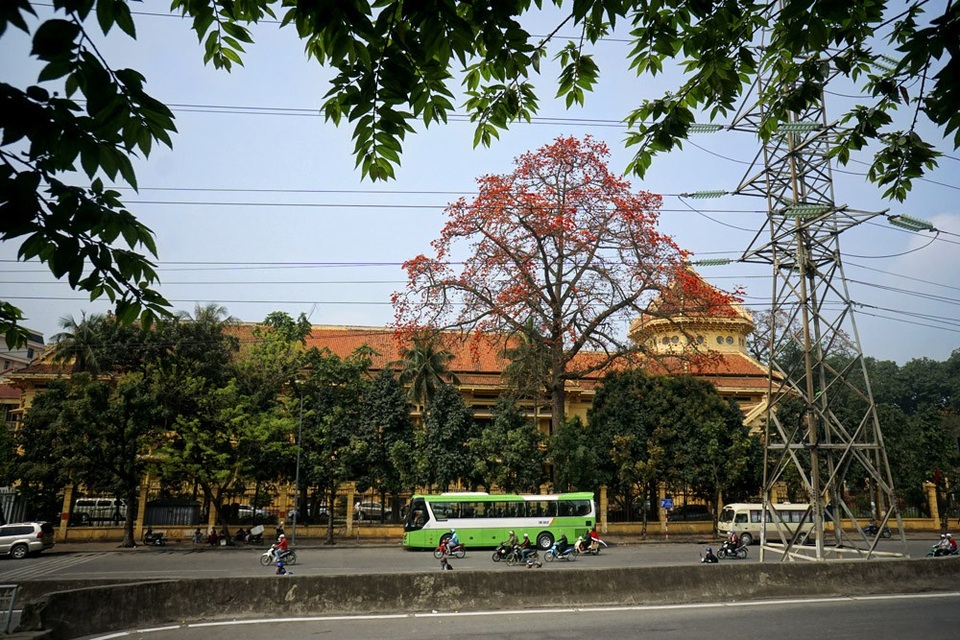 Hoa gạo "tô đỏ" đường phố Hà Nội - 11 Cây gạo to lớn trong Bảo tàng Lịch sử Quốc gia điểm sắc đỏ rực trên nền trời cao xanh.