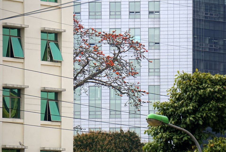 Hoa gạo "tô đỏ" đường phố Hà Nội - 3 Trên phố phường, không có nhiều sắc đỏ hoa gạo dù đang vào mùa, song sự hiếm gặp lại càng tôn thêm vẻ đẹp rực rỡ. Trong ảnh một cây gạo ra hoa đỏ rực lấp ló lưng chừng những tòa nhà cao tầng.