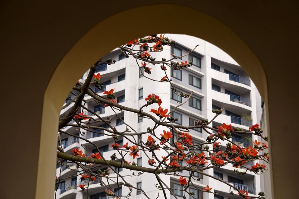 Hoa gạo "tô đỏ" đường phố Hà Nội - 4 Qua mái vòm kiến trúc.