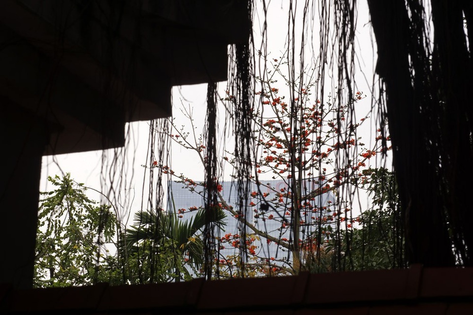 Hoa gạo "tô đỏ" đường phố Hà Nội - 7 Cây gạo đình Giảng Võ.