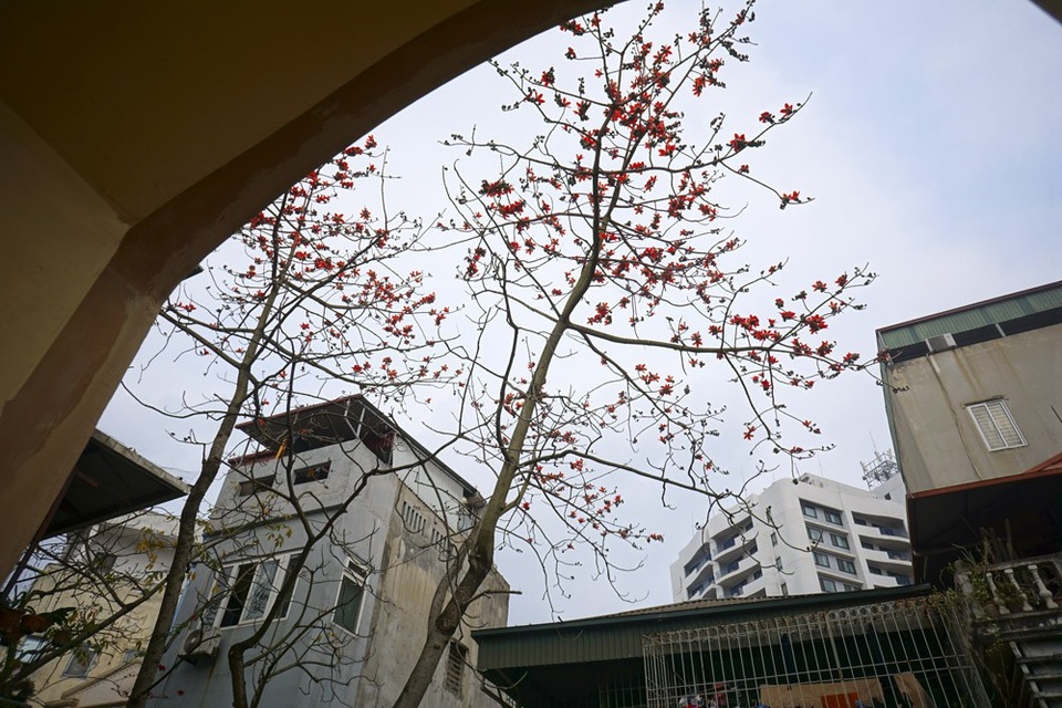 Hoa gạo "tô đỏ" đường phố Hà Nội - 9 Hoa gạo "tô đỏ" đường phố Hà Nội - 9