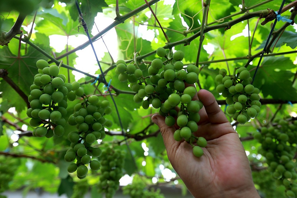 "Vườn nho bê tông" trĩu quả giữa Sài Gòn cho thu nhập hàng trăm triệu đồng/năm - 6 Hiện tại, vườn nho của ông Ở có 2 loại nho xanh và đỏ.