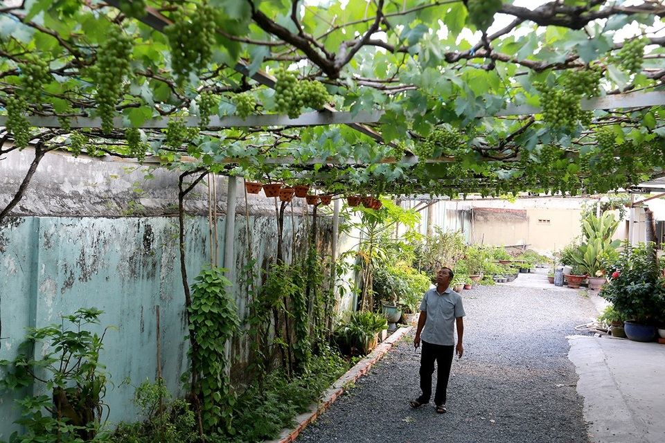 "Vườn nho bê tông" trĩu quả giữa Sài Gòn cho thu nhập hàng trăm triệu đồng/năm - 1
Vườn nho 400 m2 của ông Trương Văn Ở tại quận 9, TPHCM. Giống nho được ông Ở mang từ Phan Rang về, sau đó lai ghép với nho rừng.