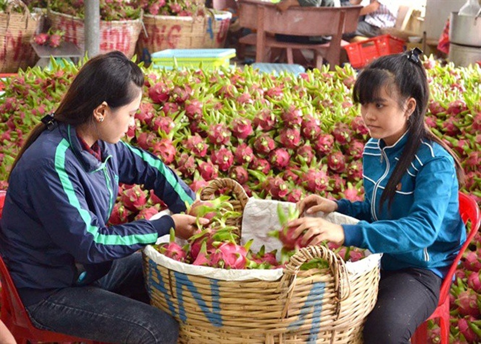 Thương lái Trung Quốc lùng mua đặc sản Việt: Cảnh báo "bỏ bom" - 1
Các mặt hàng rau quả của Việt Nam phụ thuộc quá nhiều vào thị trường Trung Quốc