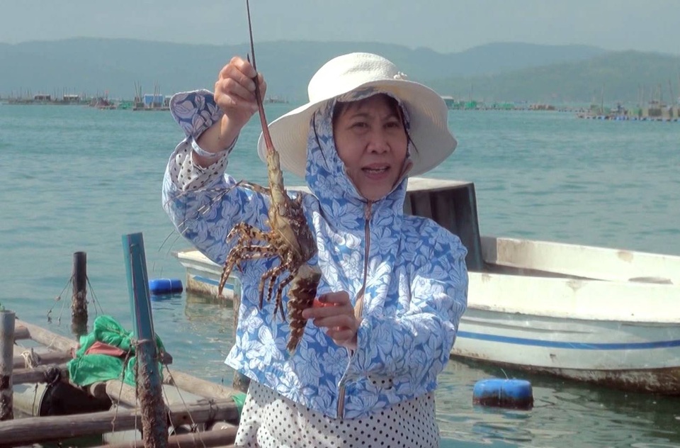 Số lượng tôm hùm chết ngày càng nhiều