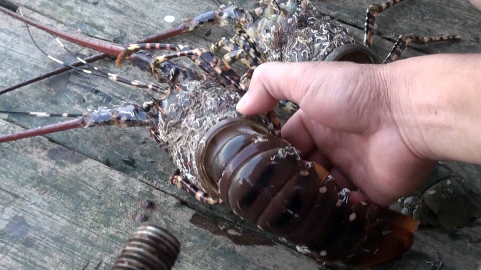 Nguyên nhân tôm chết là do bệnh sữa và không tự lột xác được