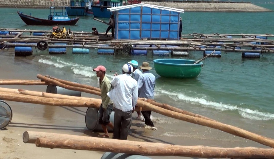 Mặc dù địa phương này đã được cảnh báo là nuôi tôm hùm vượt hơn gấp đôi so với quy hoạch, nhưng nhiều hộ dân vẫn tiếp tục làm lồng bè để thả nuôi