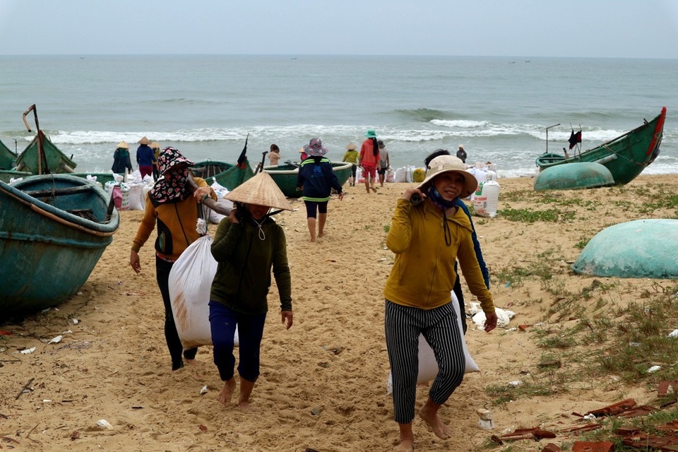 Ngư dân phấn khởi vì được mùa ốc ruốc - 1 Ngư dân ven biển Quảng Nam đang tất bật vào mùa khai thác ốc gạo