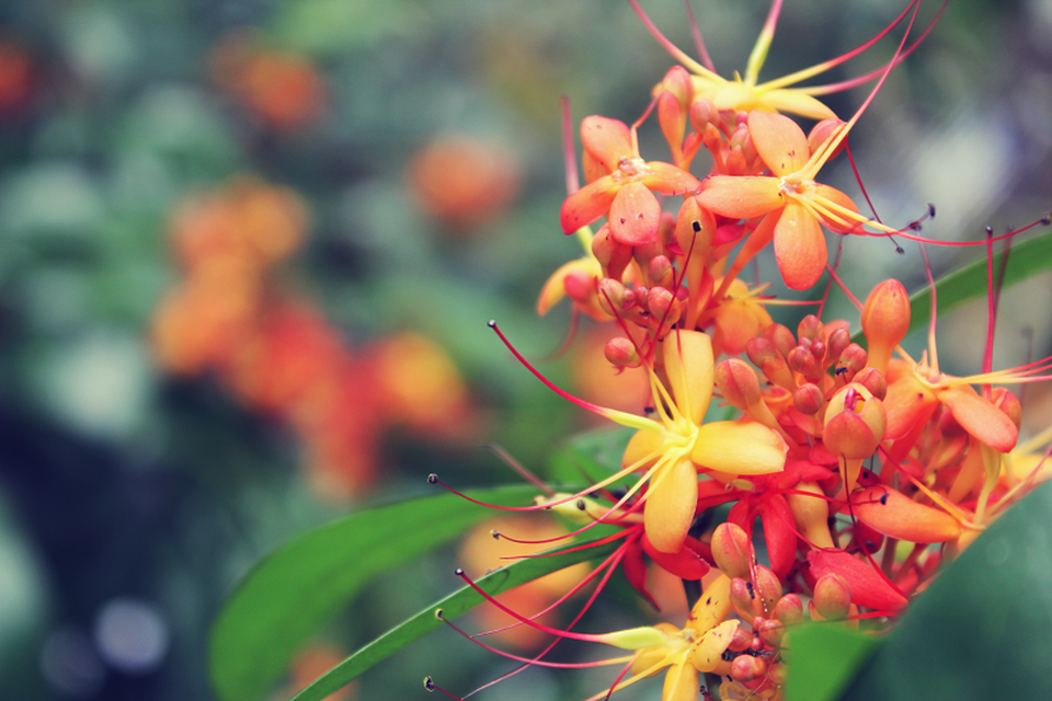 Quảng Bình: Say đắm với sắc hoa vàng anh giữa lòng di sản - 3 Quảng Bình: Say đắm với sắc hoa vàng anh giữa lòng di sản - 3