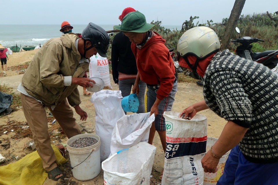 Ngư dân phấn khởi vì được mùa ốc ruốc - 3 Trung bình mỗi chuyến đi cào người dân có thể thu về được khoảng 10-15 bao