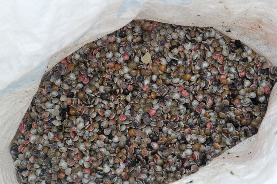 Ngư dân phấn khởi vì được mùa ốc ruốc - 7 Năm nay sản lượng ốc ruốc cao hơn so với năm ngoái