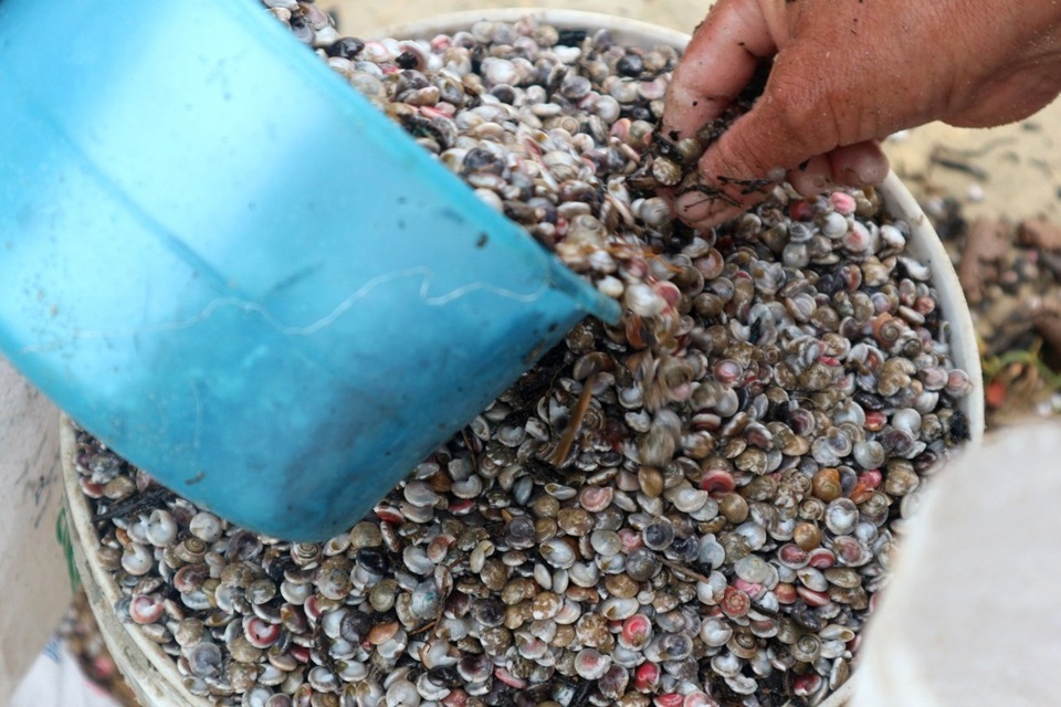 Ngư dân phấn khởi vì được mùa ốc ruốc - 6 Ngư dân phấn khởi vì được mùa ốc ruốc - 6