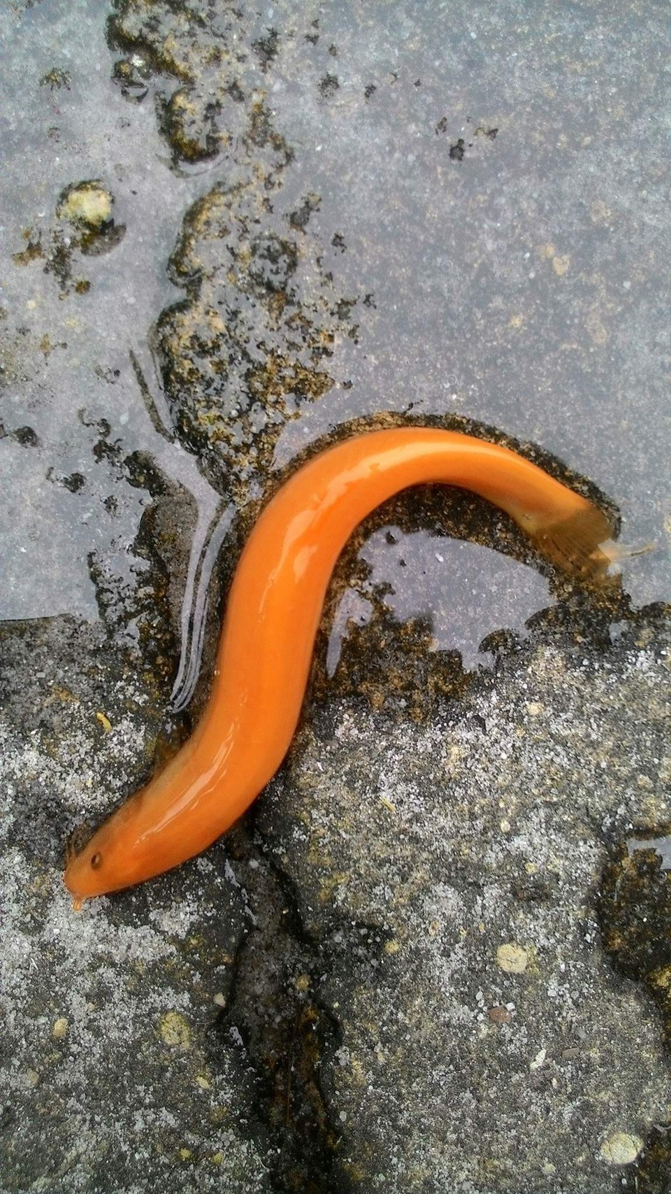 Con cá chạch vàng của anh Tuất bắt được khi tát hồ cá