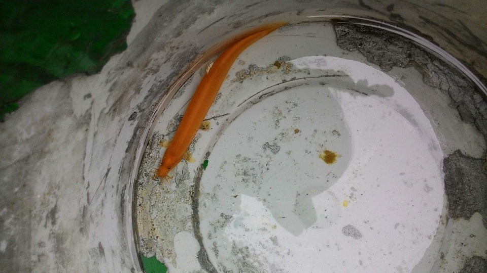 Toàn thân con cá này có màu vàng óng