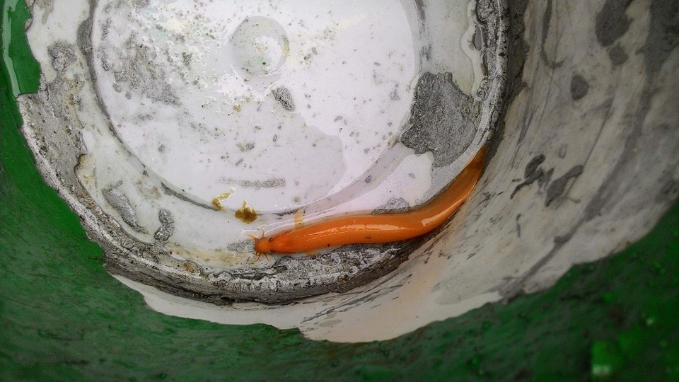 Con cá được nuôi trong chậu