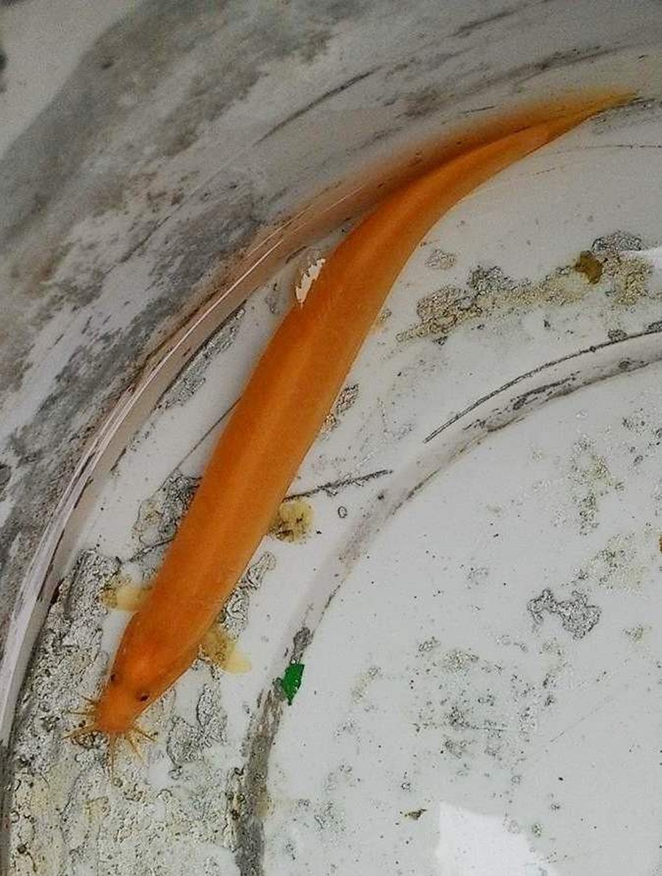 Đầu con cá có râu