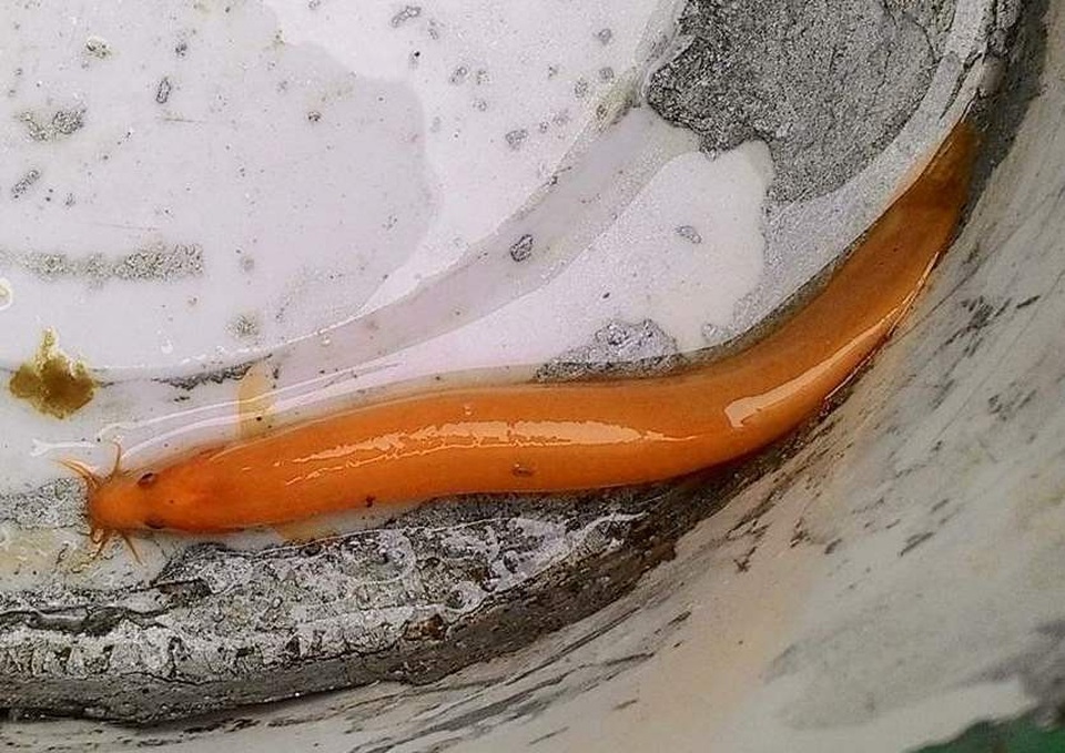 Da cá trơn và toàn màu vàng rất đẹp mắt (ảnh: anh Nguyễn Duy Tuất cung cấp)