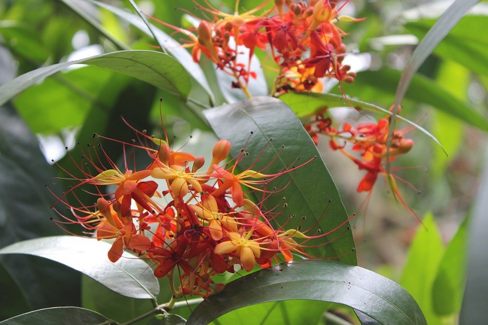 Quảng Bình: Say đắm với sắc hoa vàng anh giữa lòng di sản - 4 Loài hoa “vô ưu” là tên người ta đặt cho vàng anh bởi có lẽ sự tươi tắn của màu đỏ cam luôn mang đến cho người thưởng ngoạn sự hứng khởi, niềm tin yêu vào cuộc sống và như một lời chào, lời chúc đầy nồng nhiệt đến du khách tham quan.