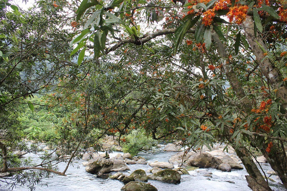 Quảng Bình: Say đắm với sắc hoa vàng anh giữa lòng di sản - 9 Đến với Suối Moọc, ngắm nhìn vàng anh, thả chân dưới dòng suối mát lành, nghe tiếng thì thầm, róc rách của thiên nhiên, con người sẽ được đắm mình vào không gian tươi đẹp khác hẳn cái ồn ã, vội vàng của phố xá thành thị. Một chút nhẹ nhàng, nên thơ, một chút sôi động, tươi tắn, mùa hè của du khách thập phương được tô điểm thật trọn vẹn.