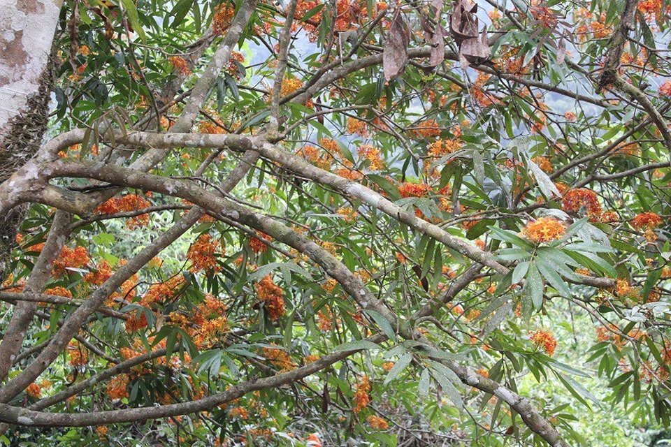 Quảng Bình: Say đắm với sắc hoa vàng anh giữa lòng di sản - 8 Quảng Bình: Say đắm với sắc hoa vàng anh giữa lòng di sản - 8