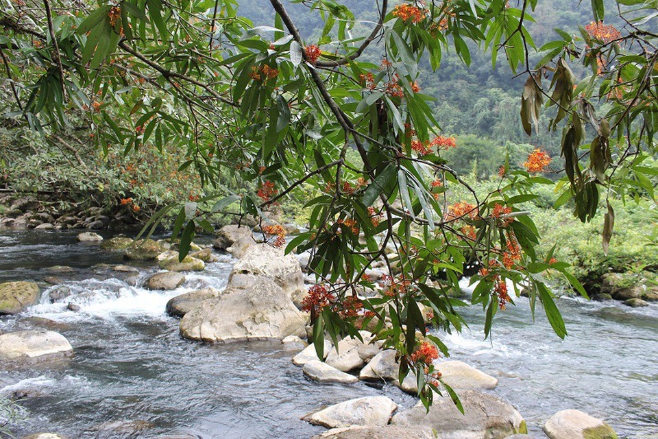 Quảng Bình: Say đắm với sắc hoa vàng anh giữa lòng di sản - 6 Quảng Bình: Say đắm với sắc hoa vàng anh giữa lòng di sản - 6