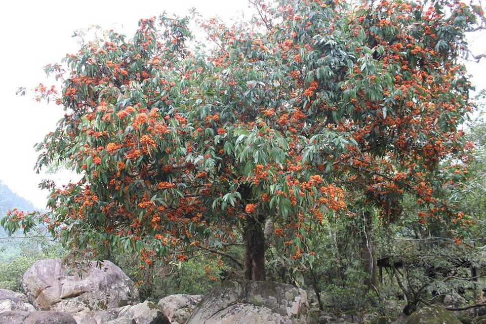 Quảng Bình: Say đắm với sắc hoa vàng anh giữa lòng di sản - 1 Quảng Bình: Say đắm với sắc hoa vàng anh giữa lòng di sản - 1