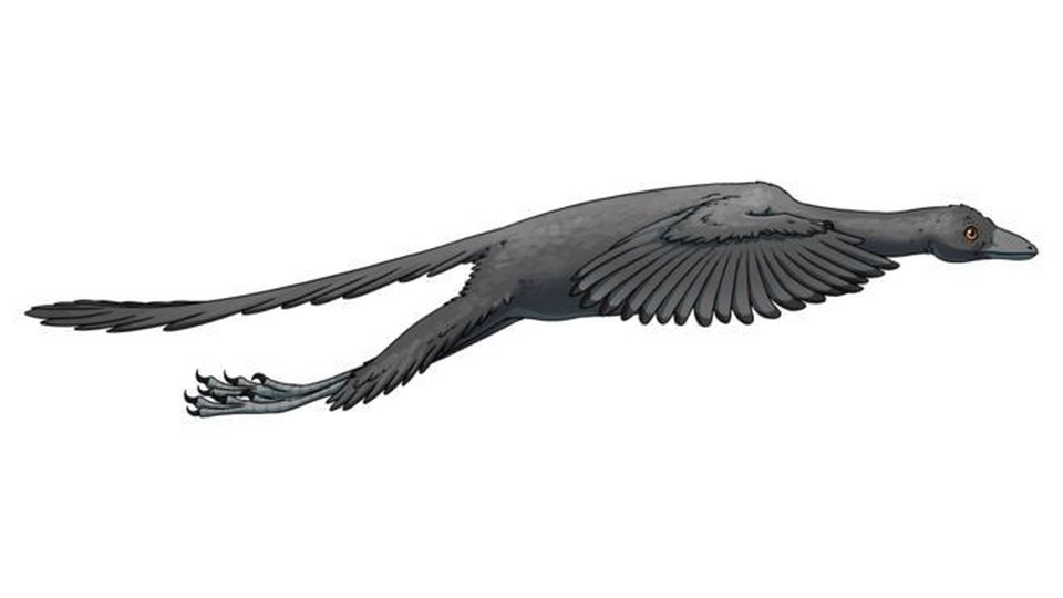 Khủng long Archaeopteryx bay giống chim trĩ - 1 Khủng long Archaeopteryx bay giống chim trĩ - 1