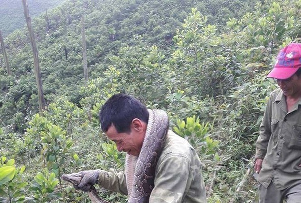 Thu dọn rừng, bắt được trăn nặng gần 20 kg - 1 Nhóm người dân Hương Lâm đưa con trăn về nhà
