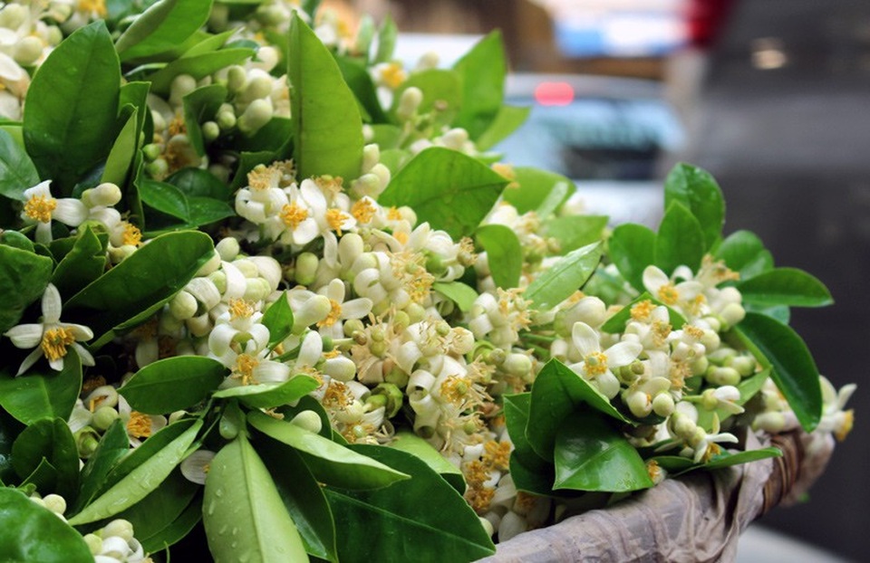 Truy tìm nguồn gốc hoa bưởi bán đầy phố Hà thành - 1
Những cành hoa bưởi thơm ngát được người bán xếp gọn gàng chờ khách mua