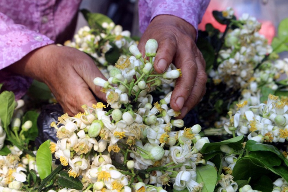 Truy tìm nguồn gốc hoa bưởi bán đầy phố Hà thành - 6
Đây cũng là một loại gia vị, một loại thuốc quý