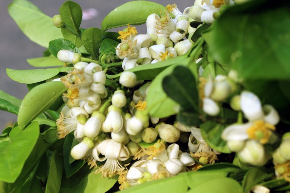 Truy tìm nguồn gốc hoa bưởi bán đầy phố Hà thành - 7
Hoa bưởi thời điểm này thường là hoa bưởi Diễn, được trồng ở các vùng thuộc tỉnh Hòa Bình, Hưng Yên