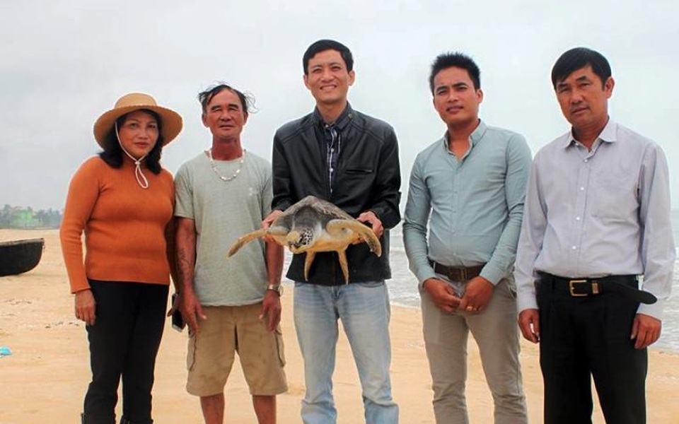 Ngư dân tự nguyện giao nộp rùa để thả về môi trường biển - 1 Cá thể rùa biển do ngư dân bắt đã được thả lại môi trường nước