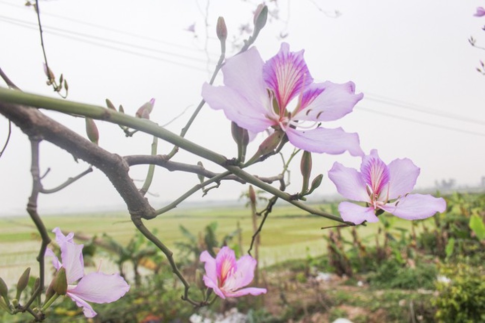 Dân làng ngỡ ngàng vì vẻ đẹp của "rừng" hoa ban ven đô Hà Nội - 6 Dân làng ngỡ ngàng vì vẻ đẹp của "rừng" hoa ban ven đô Hà Nội - 6