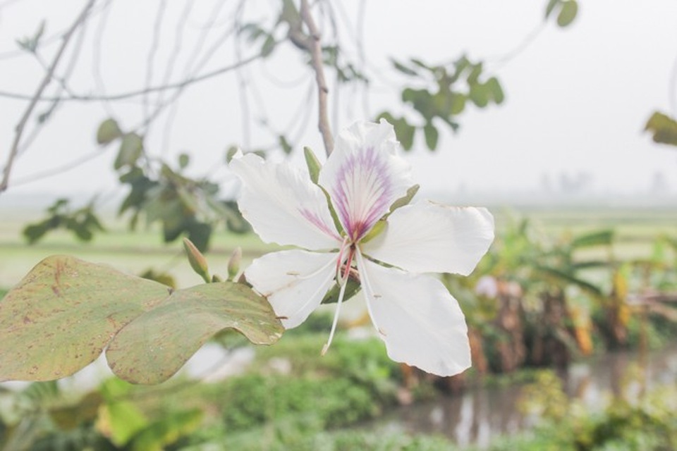 Dân làng ngỡ ngàng vì vẻ đẹp của "rừng" hoa ban ven đô Hà Nội - 7 Dân làng ngỡ ngàng vì vẻ đẹp của "rừng" hoa ban ven đô Hà Nội - 7