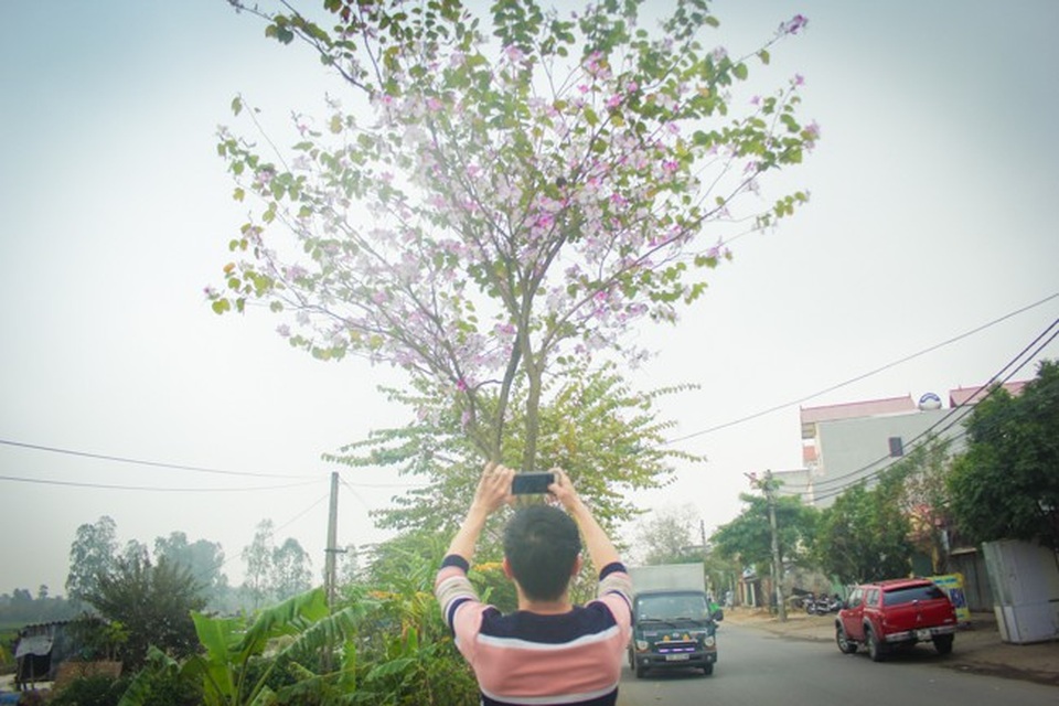 Dân làng ngỡ ngàng vì vẻ đẹp của "rừng" hoa ban ven đô Hà Nội - 9 Dân làng ngỡ ngàng vì vẻ đẹp của "rừng" hoa ban ven đô Hà Nội - 9