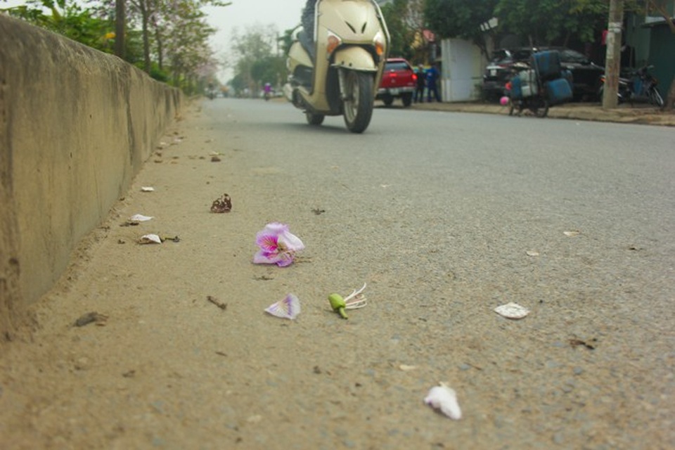 Dân làng ngỡ ngàng vì vẻ đẹp của "rừng" hoa ban ven đô Hà Nội - 10 Những cánh hoa ban rơi rụng xuống mặt đường vẫn lưu vẻ đẹp.