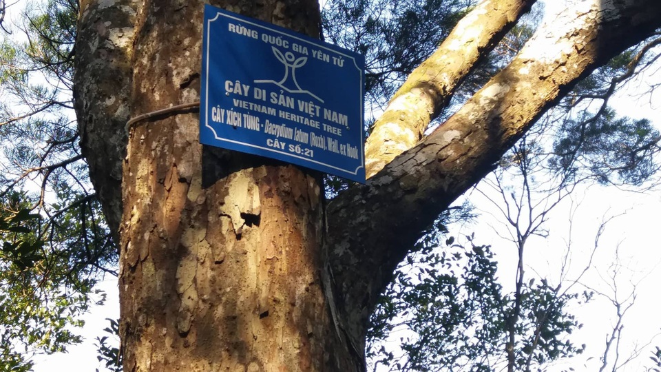 Độc đáo Đường tùng cổ 700 tuổi giữa non thiêng Yên Tử - 7
Những cây tùng cổ nhiều năm qua đã phải đối diện với nguy cơ gãy đổ, chết do sâu bệnh. Mới đây UBND tỉnh đã có quyết định phê duyệt dự án chăm sóc loại cây cổ quí giá này.
