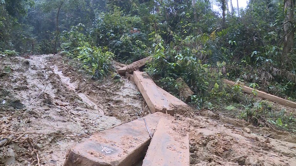 Truy rõ trách nhiệm trong vụ phá rừng nghiêm trọng ở Quảng Bình - 1 Vụ phá rừng nghiêm trọng xảy ra tại địa bàn xã Thanh Hóa, huyện Tuyên Hóa (Quảng Bình)