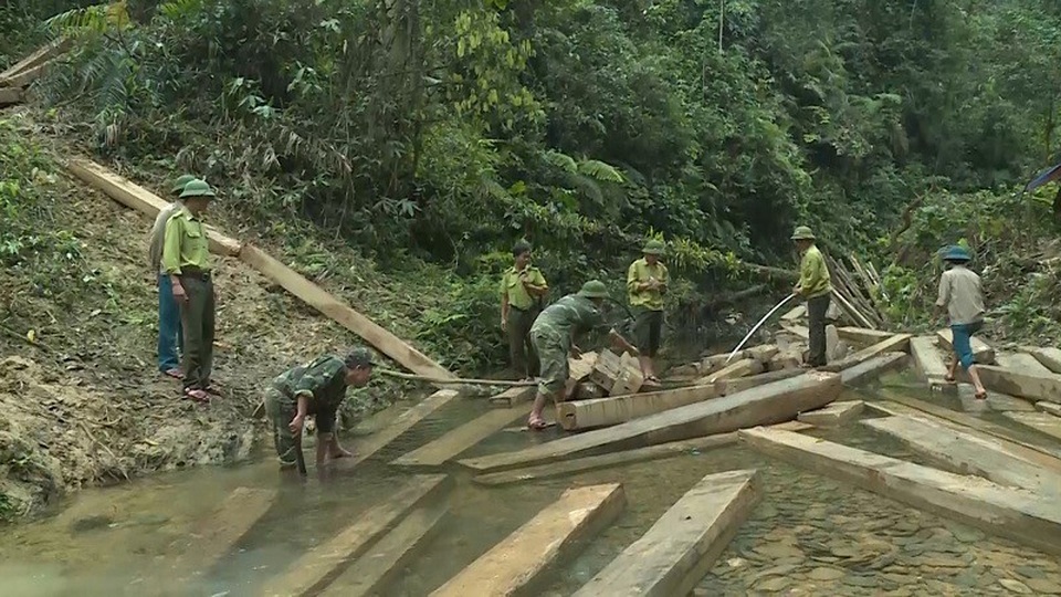 Cận cảnh hiện trường phát hiện vụ phá rừng nghiêm trọng ở Quảng Bình - 7 Do địa hình nơi xảy ra vụ việc rất hiểm trở, cách xa khu dân cư hơn 20km đường rừng, nên sẽ phải mất tầm 1 tháng nữa, các lực lượng chức năng mới có thể đưa được toàn bộ số gỗ tang vật này ra khỏi khu rừng.