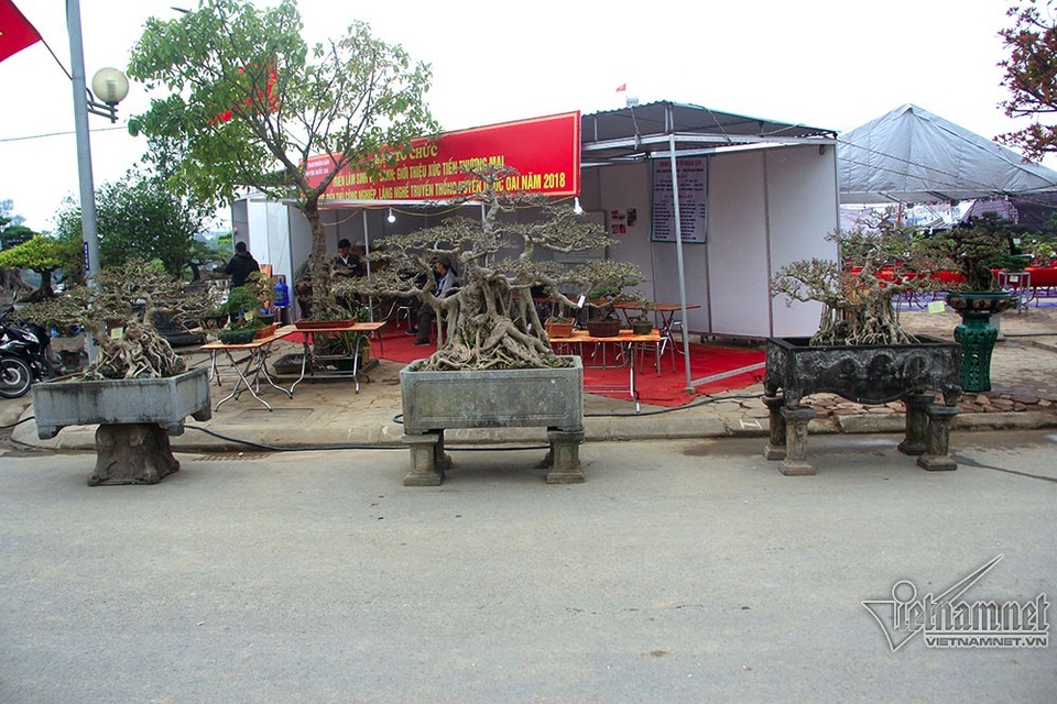 Bộ ba cây sanh "hóa thạch" 30 tỷ đồng xôn xao hội chợ Hà Nội - 1 Bộ ba cây sanh nổi bật trong triển lãm sinh vật cảnh huyện Quốc Oai