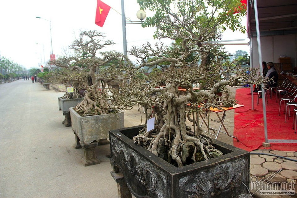 Bộ ba cây sanh "hóa thạch" 30 tỷ đồng xôn xao hội chợ Hà Nội - 2 Bộ ba được giới chơi đánh giá là bộ sanh cổ hiếm có nhờ hình dáng độc đáo và tuổi đời lâu năm
