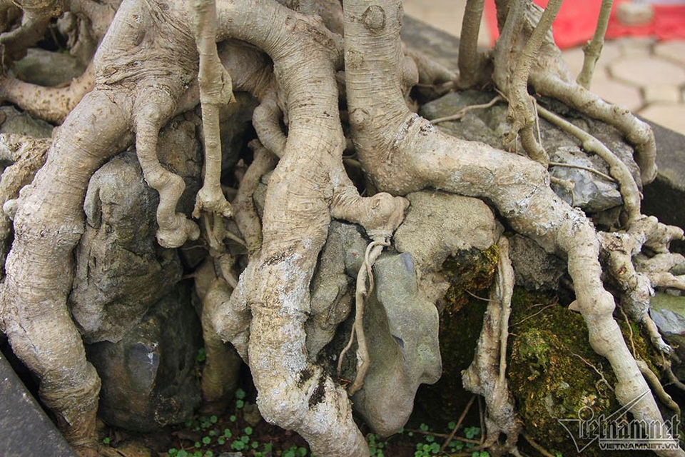 Bộ ba cây sanh "hóa thạch" 30 tỷ đồng xôn xao hội chợ Hà Nội - 11 Bộ rễ ôm trọn phiến đá cổ